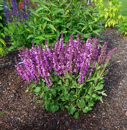 Pinker Salbei Blumensamen – Alte Sorte, gentechnikfrei, hohe Keimfähigkeit Bio-Gartensamen zum Pflanzen