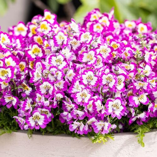 Pink Schizanthus Flower Seeds Heirloom Non-GMO High Germination Organic Garden Seeds for Planting