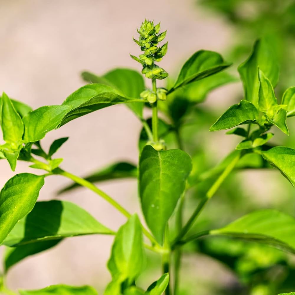 lemon basil flower seeds
