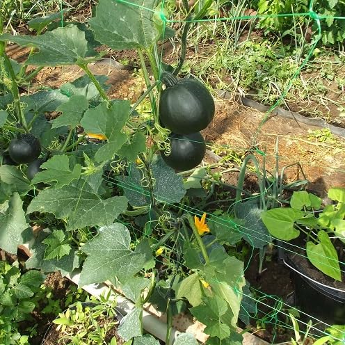 Green Gem Squash Seeds – Heirloom, Non-GMO, High Germination Organic Garden Seeds Planting