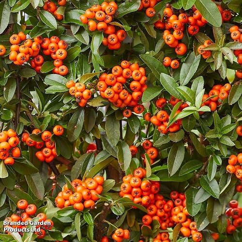 Orange Pyracantha Seeds – Heirloom, Non-GMO, High Germination Organic Garden Seeds