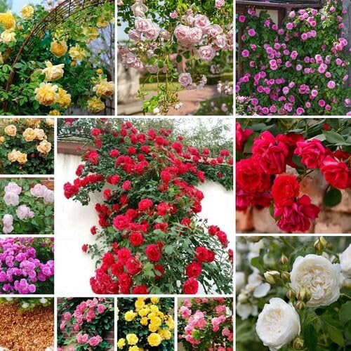 Semillas de Rosas Trepadoras Mixtas – Variedad Antigua, No OGM, Semillas de Alta Germinación