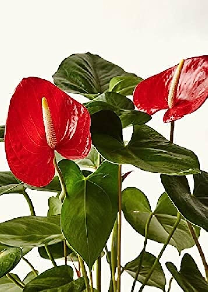 anthurium andraeanu flower seeds