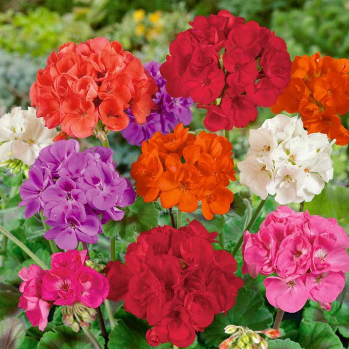Geranien-Pelargonien-Samenmischung Alte Sorte Gentechnikfrei Hohe Keimfähigkeit Bio-Gartensamen