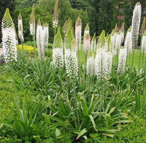 whiteeremurusflowerheirloomnongmo flower seeds
