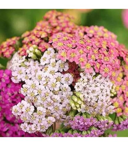 Achillea Ballerina Flower Seeds for Planting – Heirloom Non-GMO High Germination Organic Garden Seeds