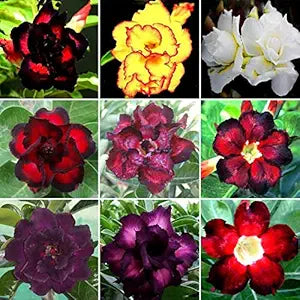 desert rose flower seeds