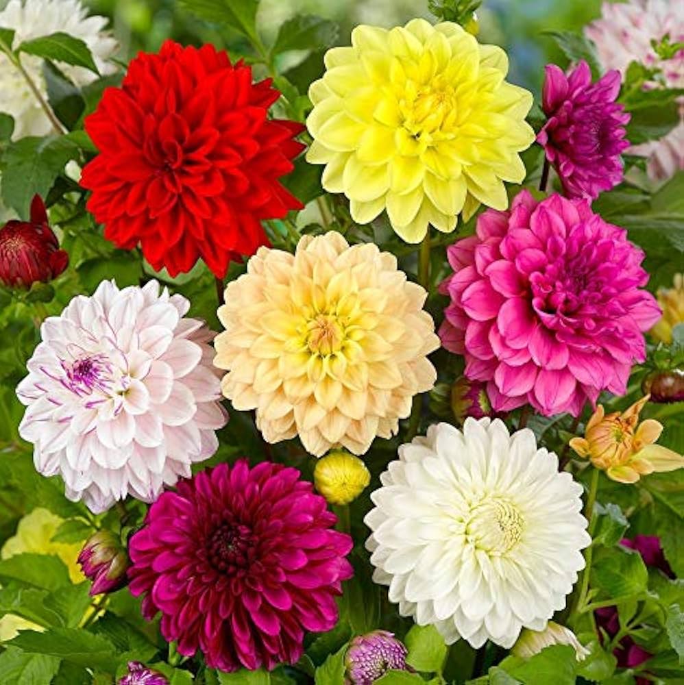 misti dalia flower seeds
