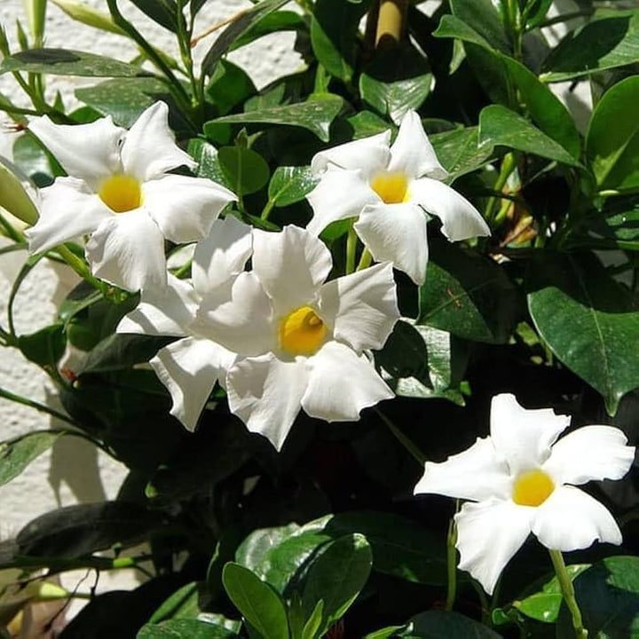White Dipladenia Flower Seeds – Heirloom, Non-GMO, High Germination Seeds