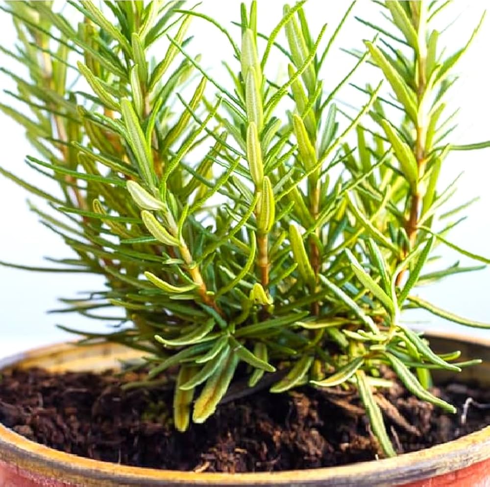 Golden Rn herb seeds