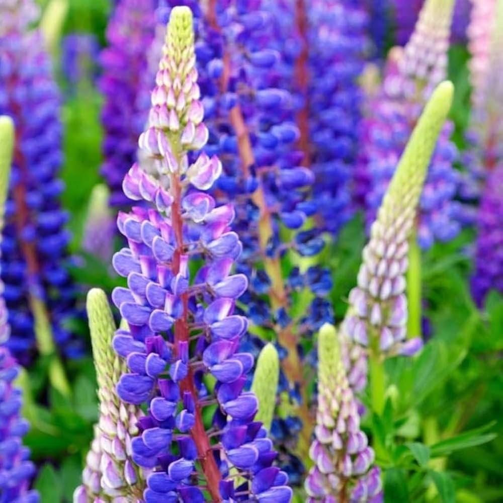 blue violet flower seeds