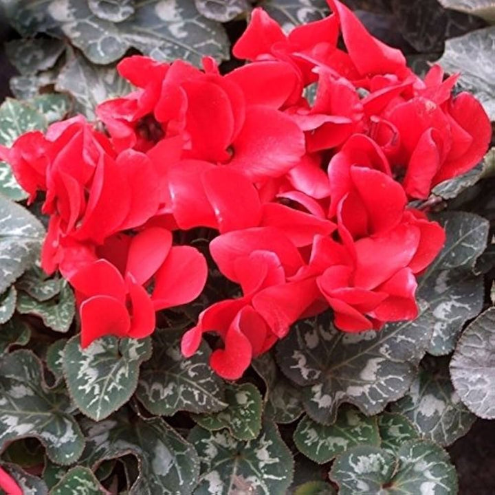 Red Cyclamen Flower Seeds – Heirloom Non-GMO High Germination Seeds