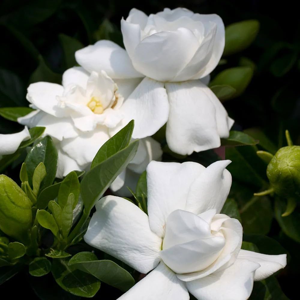 Semillas de flores de jazminoides – Herencia, no transgénicas, alta germinación