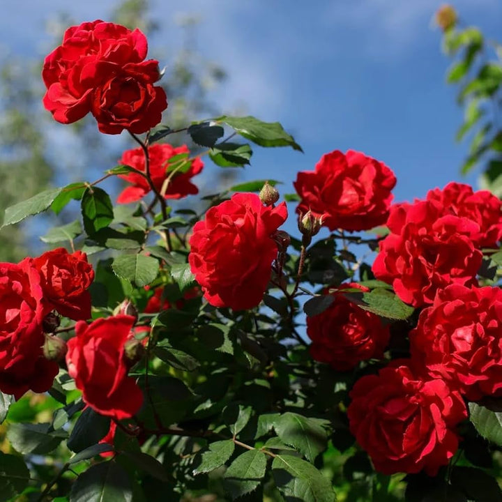 Mixed Rose Flower Seeds for Planting