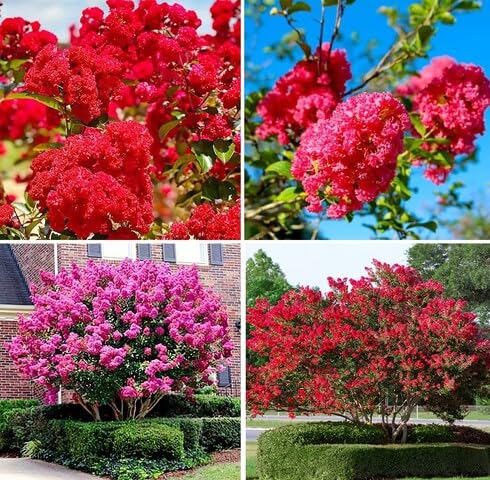 Red Lagerstroemia Flower Seeds – Heirloom, Non-GMO, High Germination Organic Garden Seeds for Planting