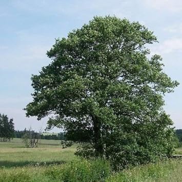 greengianttreeheirloomnongmo flower seeds