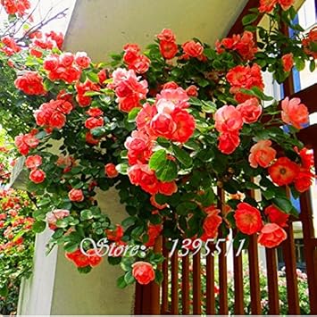 orangeclimbingroseflowerheirloomnongmo flower seeds