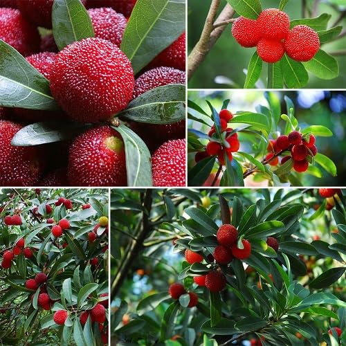 Red Rubra Seeds – Heirloom, Non-GMO, High Germination Organic Garden Seeds