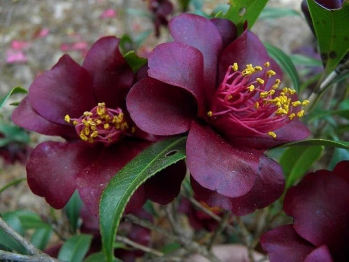Maroon Perennial Camellia Flower Seeds – Heirloom, Non-GMO, High Germination Seeds