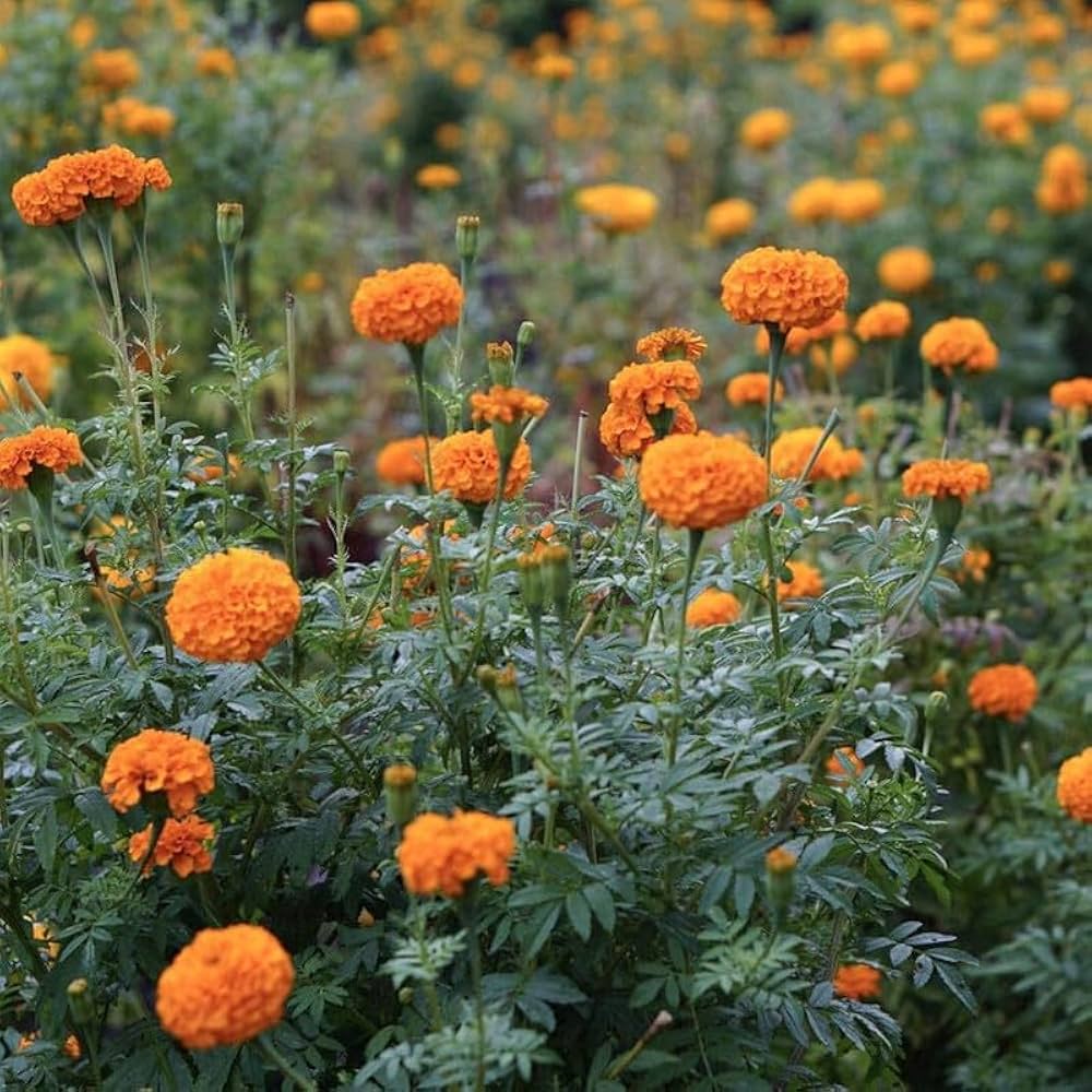 Orange Marigold Flower Seeds – Heirloom, Non-GMO, High Germination Seeds
