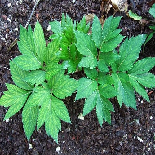 green ashitaba seeds