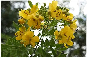 yellow cassia flower seeds