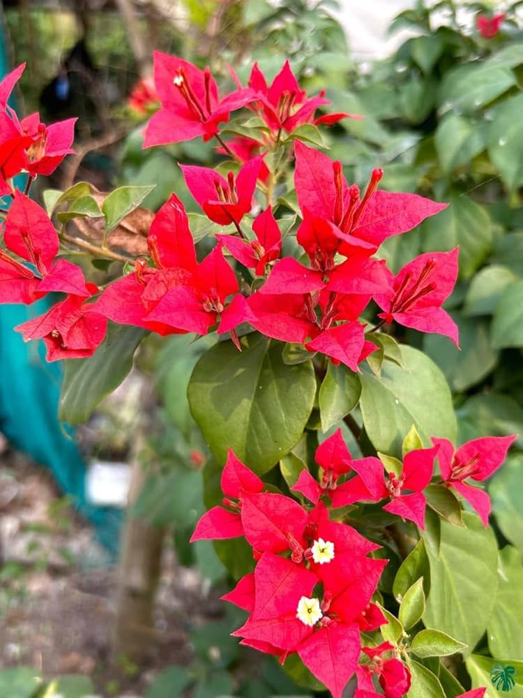 Red Climbing Bougainvillea Flower Seeds Heirloom Non-GMO High Germination Organic Garden Seeds for Planting