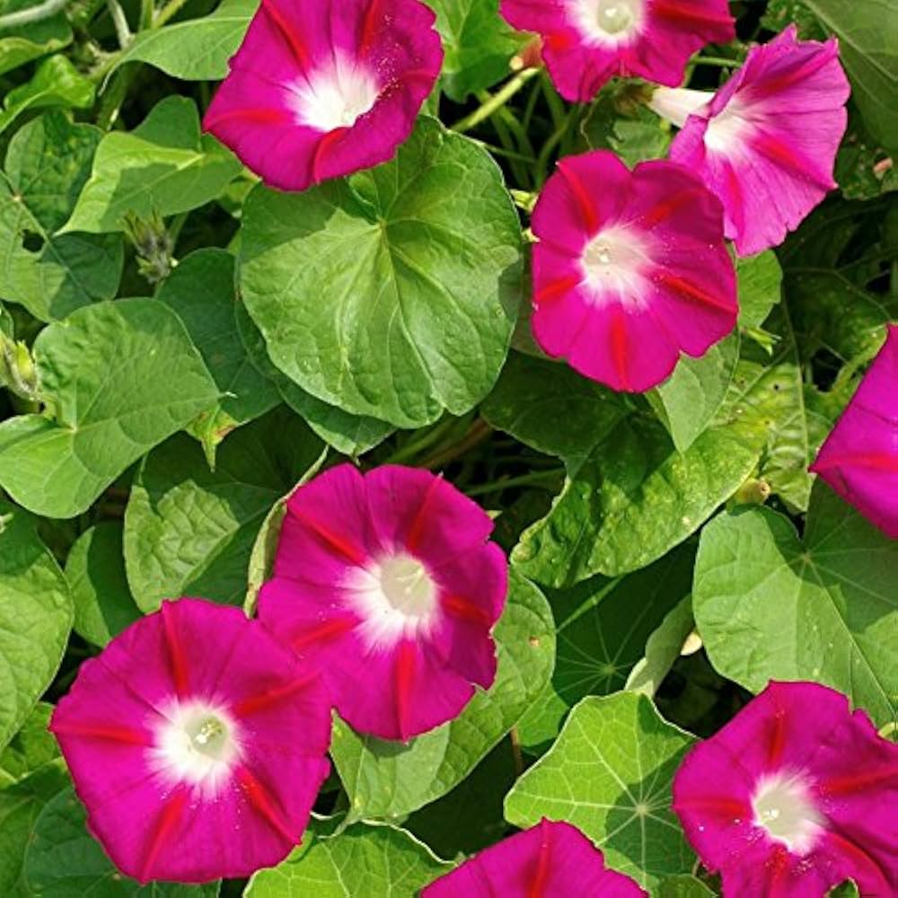 red morning flower seeds