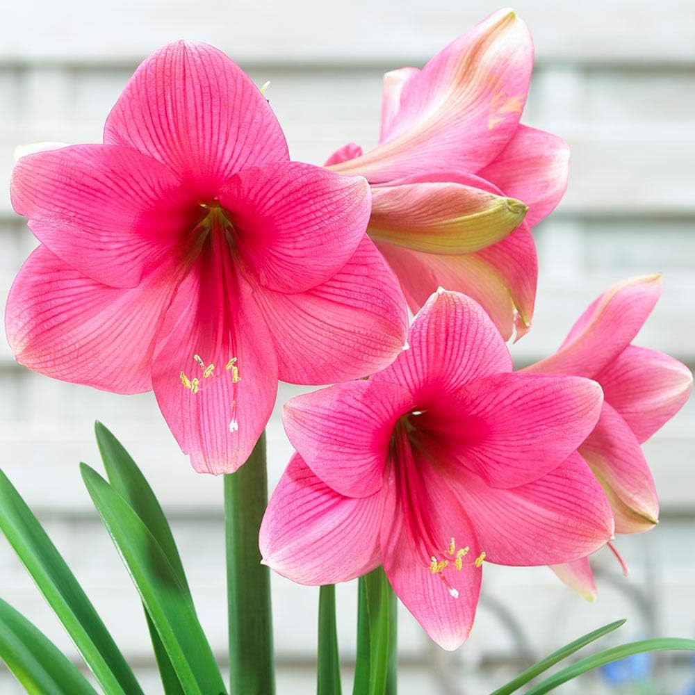 Giant Amaryllis Flower Seeds Pink – Heirloom, Non-GMO, High Germination Seeds