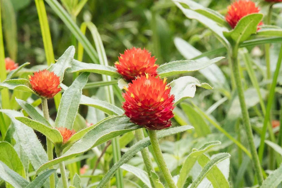 gomphrena higro flower seeds