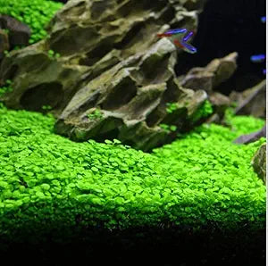 aquarium grass flower seeds