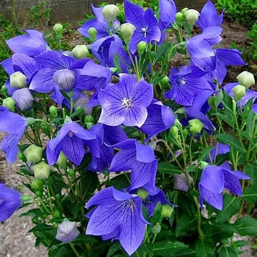 Blue Balloon Flower Seeds for Planting