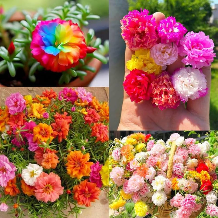 Semillas Mixtas de Flores de Rosa Musgosa Trepadora – Semillas Antiguas No-Transgénicas de Alta Germinación