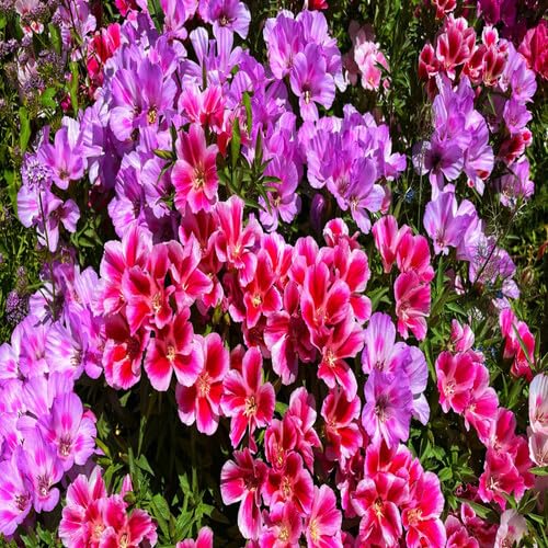 Mixed Clarkia Flower Seeds – Heirloom, Non-GMO, High Germination Organic Garden Seeds for Planting