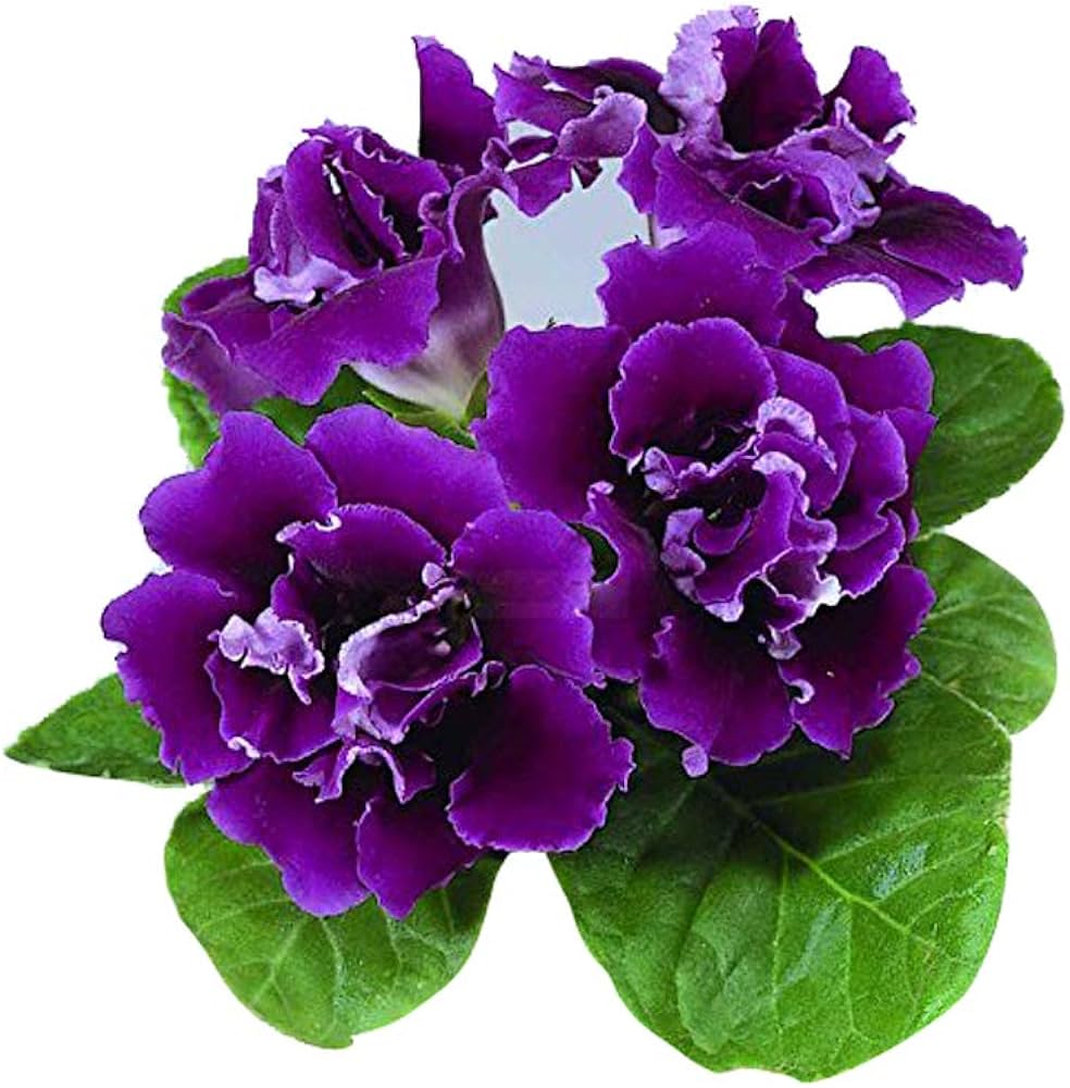 gloxinia for flower seeds