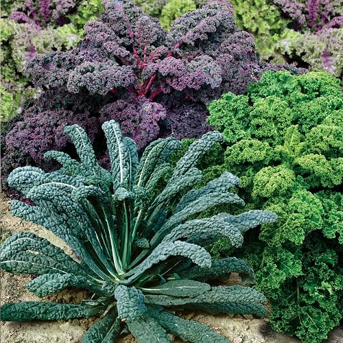Semillas Lacinato Mixtas – Semillas de Jardín Orgánicas de Alta Germinación, sin OGM, de Variedad Tradicional para Siembra
