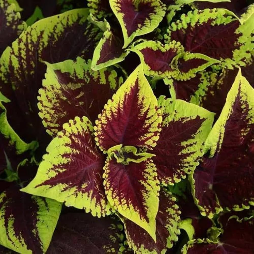 coleus wizard flower seeds