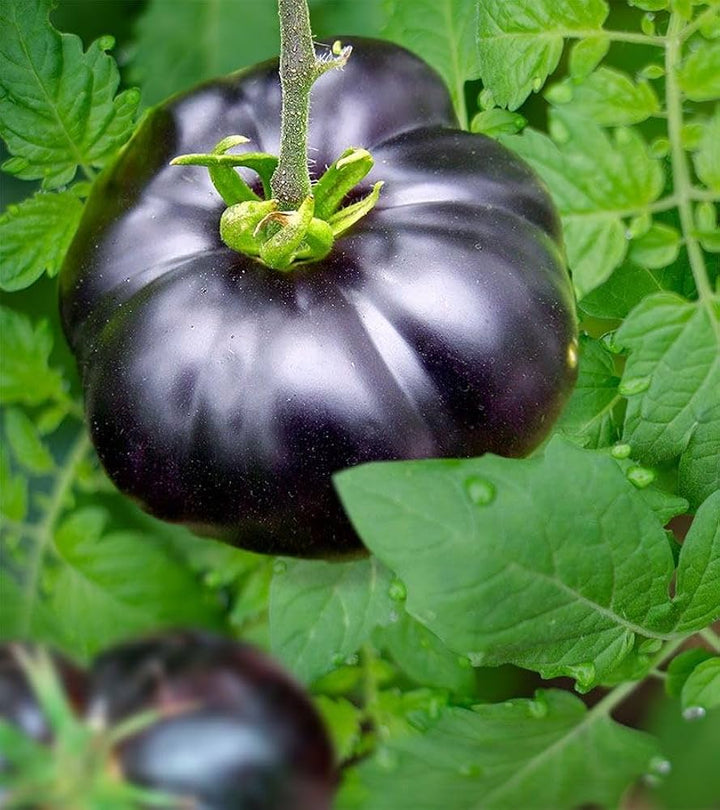 Giant Black Tomato Seeds – Heirloom Non-GMO Organic Garden Seeds, High Germination Seeds