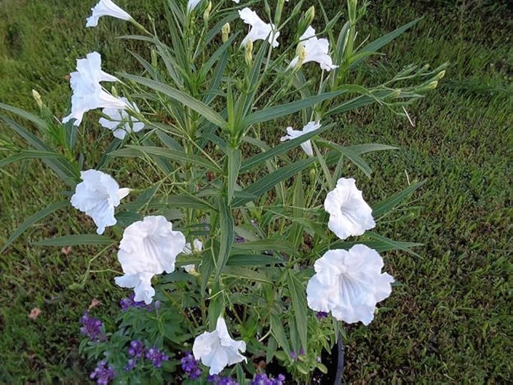 ruellia ruellia flower seeds