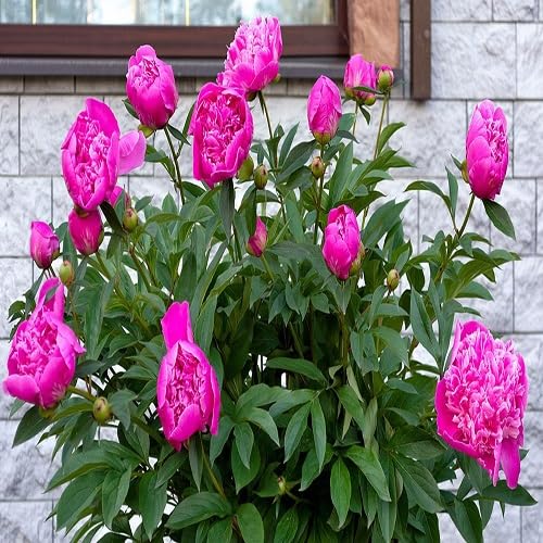 Peony Flower Seeds – Heirloom, Non-GMO, High Germination Organic Garden Seeds for Planting