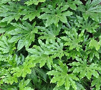 greenaraliaheirloomnongmo flower seeds
