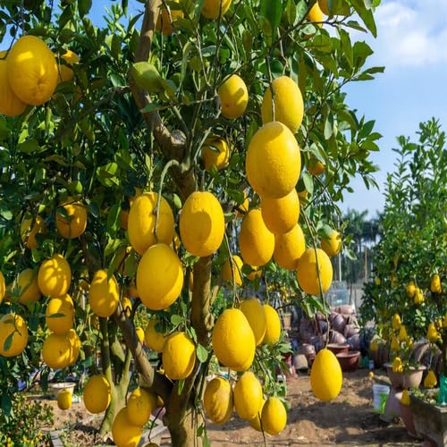 Yellow Pomelo Seeds – Heirloom, Non-GMO, High Germination Organic Garden Seeds