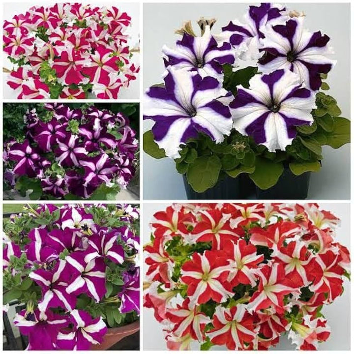 Petunia Flower Seeds Marron White for Planting Heirloom Non-GMO High Germination Organic Garden Seeds