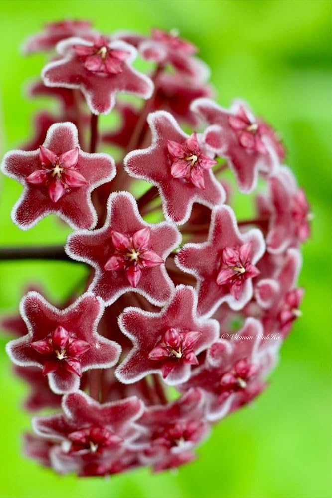 Carnosa Flower Seeds Red – Heirloom, Non-GMO, High Germination Seeds