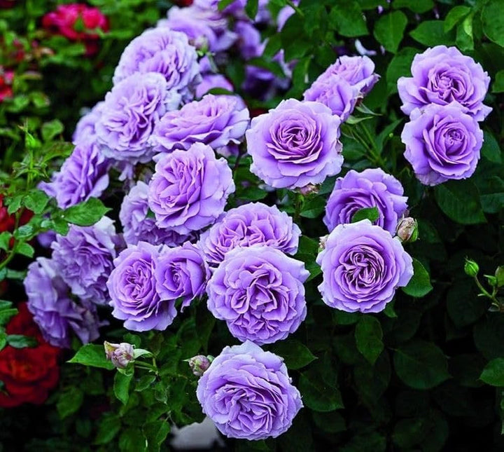 Semillas de flor Rosa Lavanda – Semillas reliquia no transgénicas de alta germinación