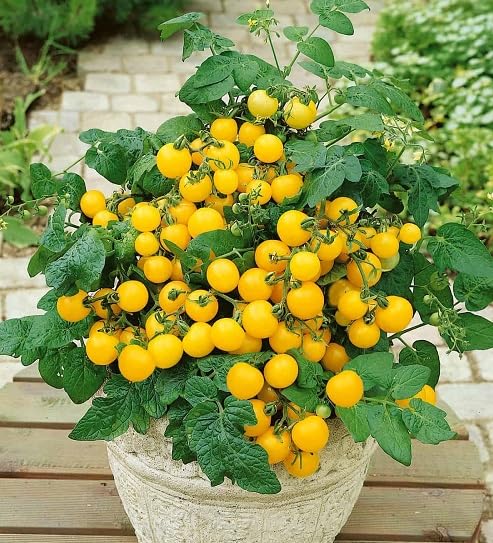 Semillas de tomate amarillo – Herencia, sin OGM, alta germinación Semillas de jardín orgánicas para plantar