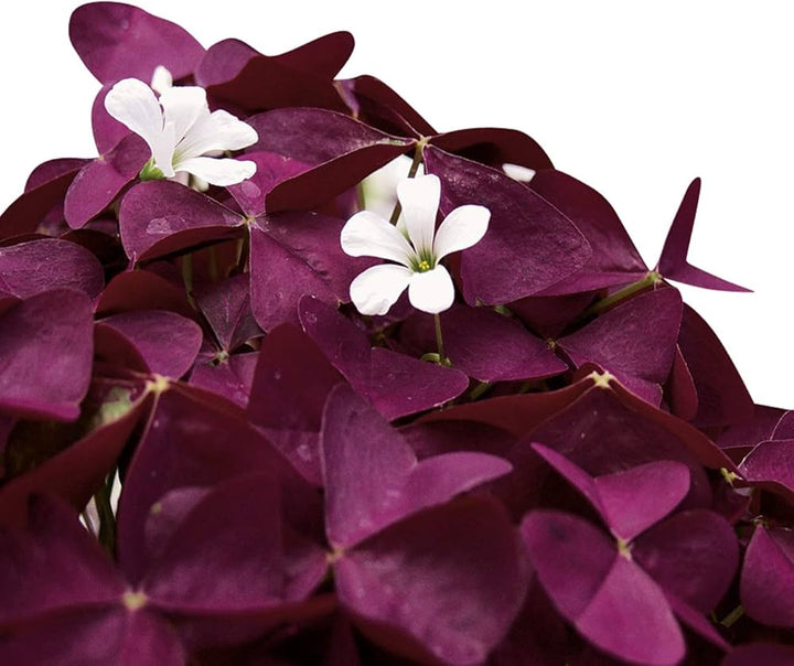 Oxalis Flower Seeds Maroon – Heirloom, Non-GMO, High Germination Seeds