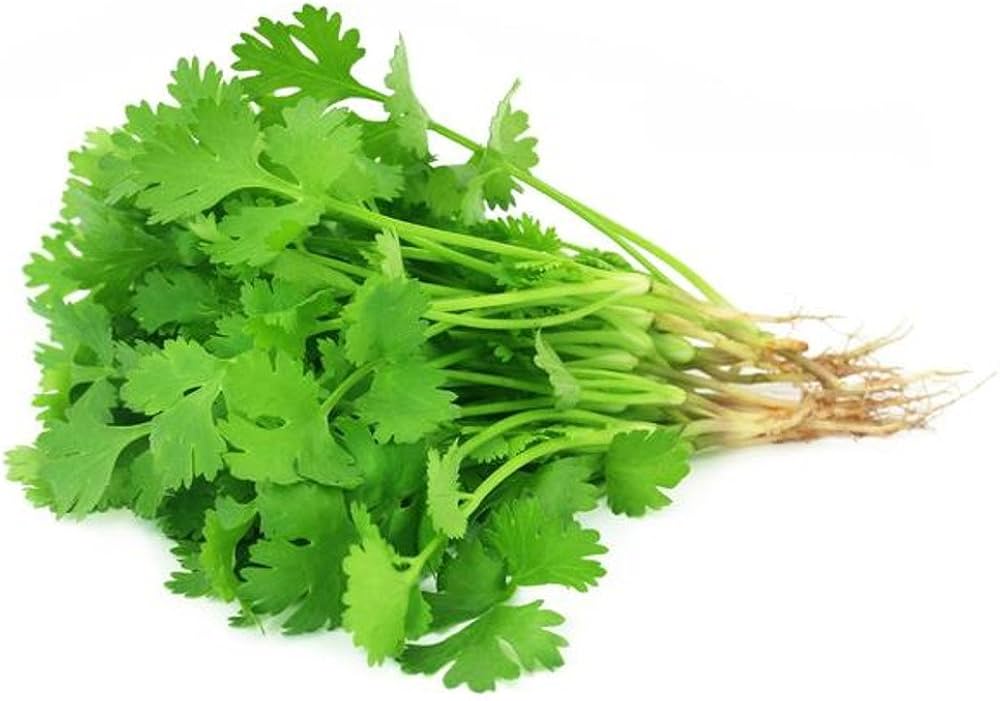 coriander cilantro flower seeds