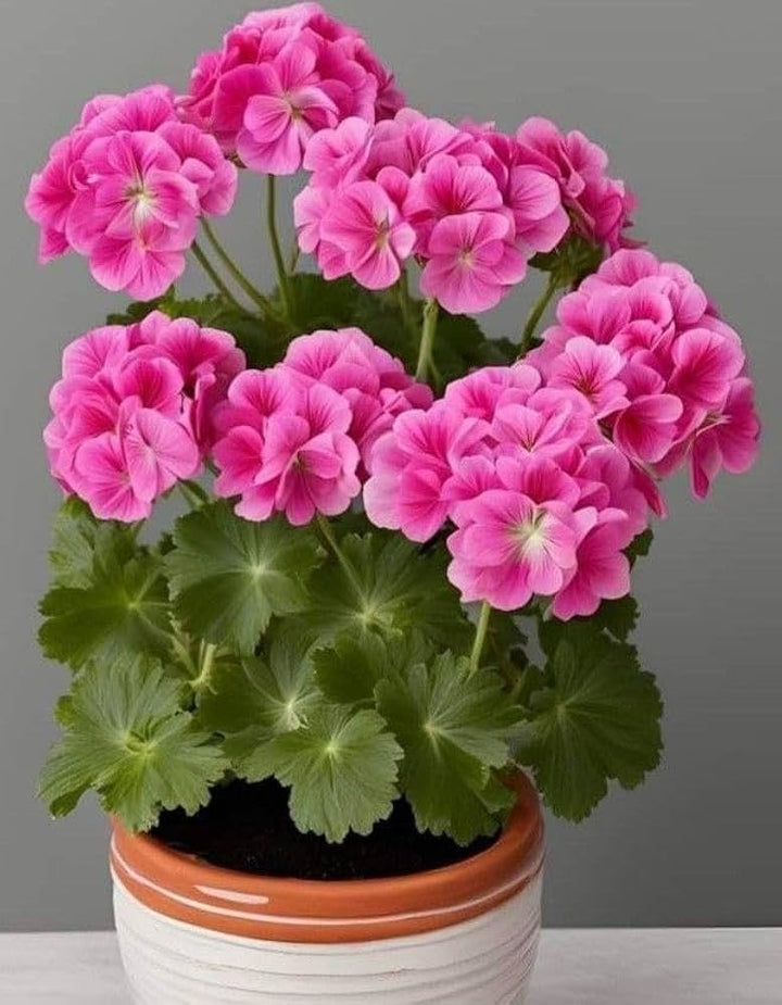 Geranium Flower Seeds Pink – Heirloom, Non-GMO, High Germination Seeds for Planting