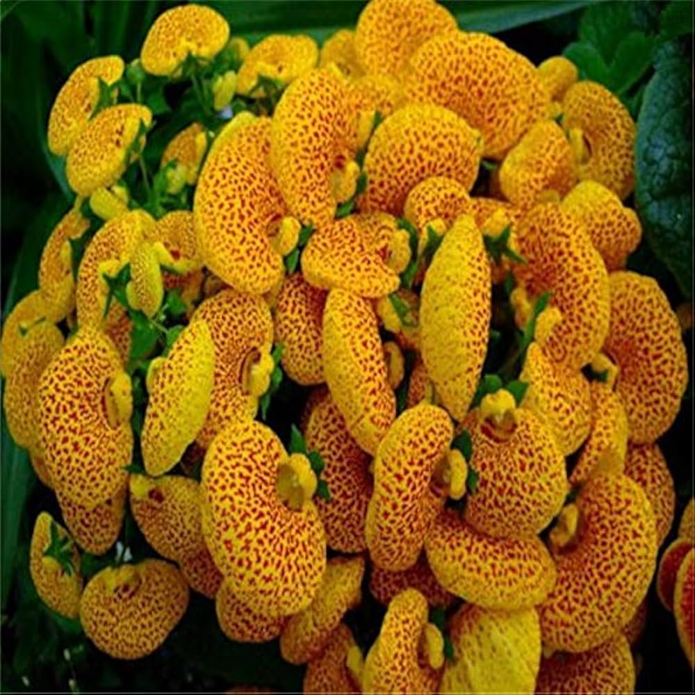 slipper flower flower seeds